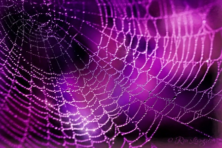Spider Web in Violet
