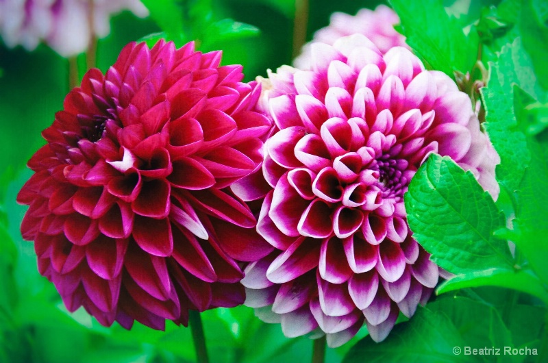 Dahlias