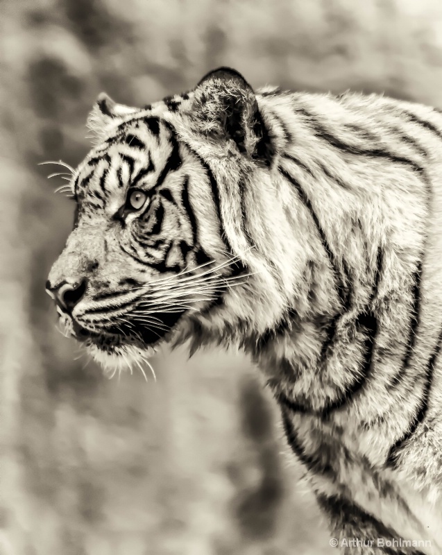 Tiger Profile