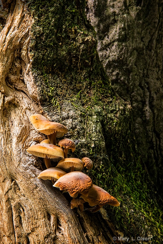 Fungus Amungus