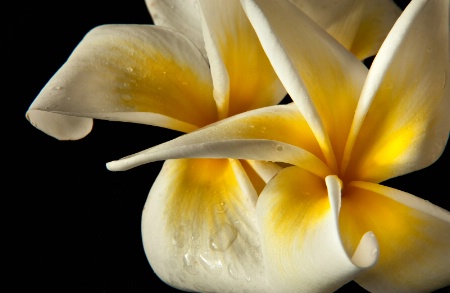 Plumeria