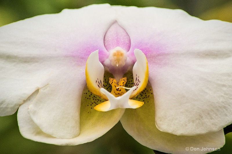 Hillwood White Orchid 3-0 f lr 5-30-15 j084