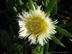 Flor silvestre