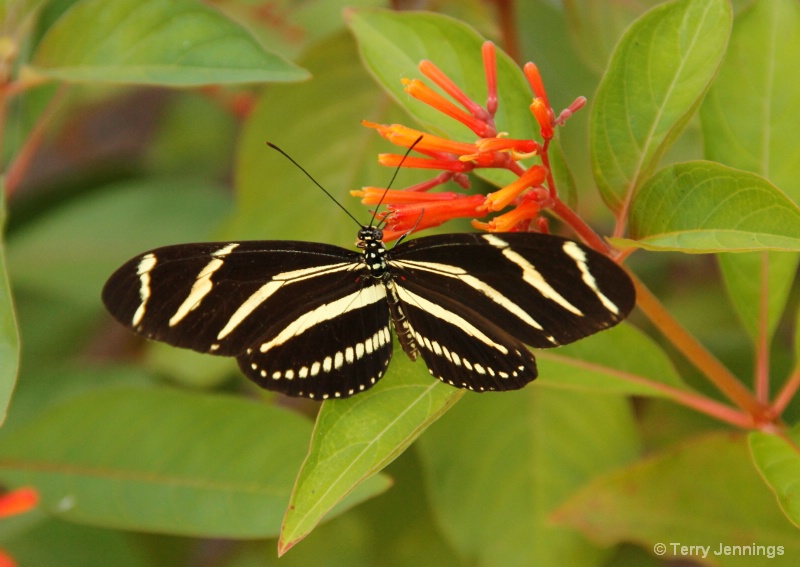 Zebra Longwing Butterfly - ID: 14985449 © Terry Jennings
