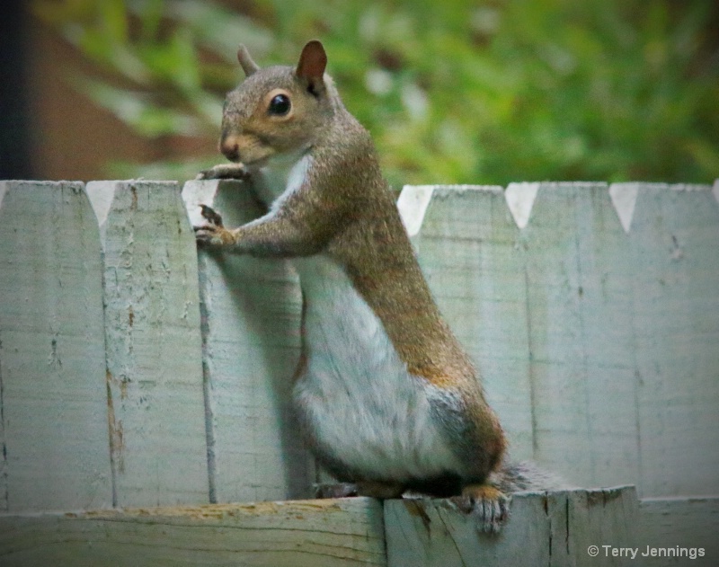 At The Gossip Fence - ID: 14985687 © Terry Jennings