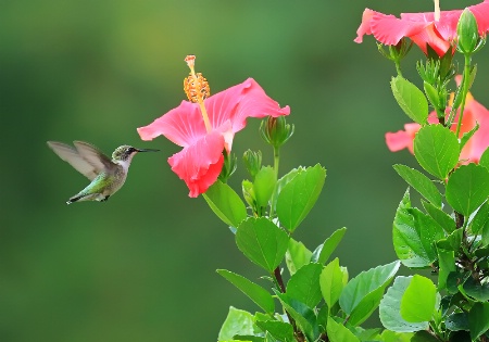 Hummingbird Grace