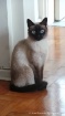 Siames posando