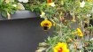Polen de abeja al...