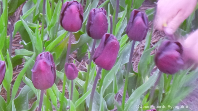 Cosechando de Tulipanes