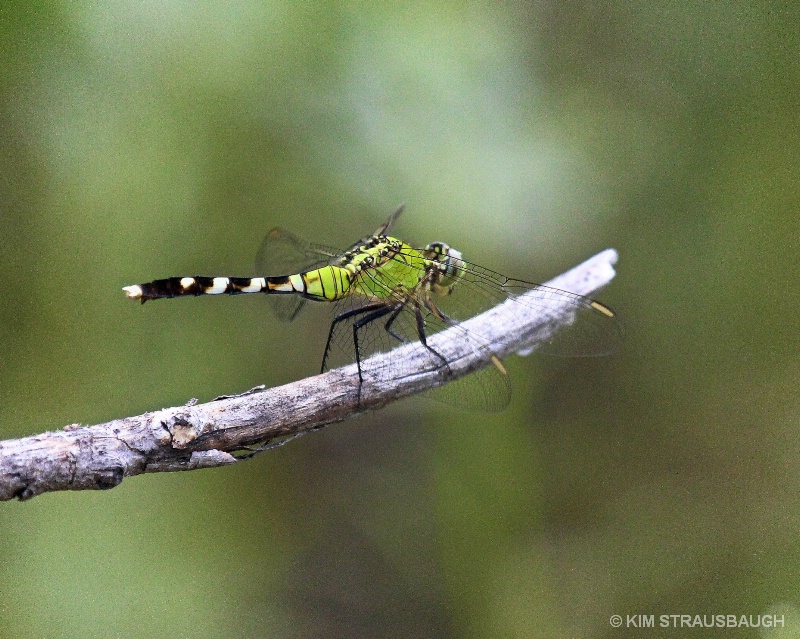 Dragonfly Upon A Stick