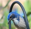 "Blue Beauty&...