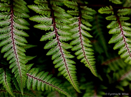 Fern Fronds