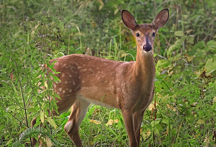 Fawn 6 - ID: 14986646 © Donald R. Curry