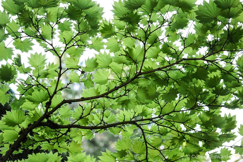 Canopy of Leaves