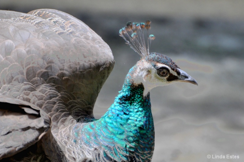 Curious Gray Peacock - ID: 14986827 © Linda Estes