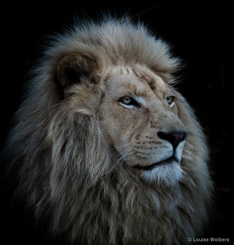 Proud Lion - ID: 14987385 © Louise Wolbers
