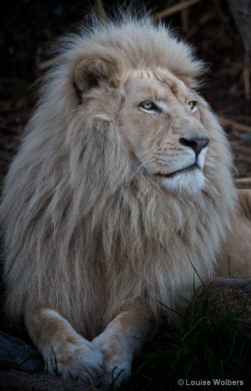 White Lion - ID: 14987386 © Louise Wolbers