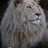 2White Lion - ID: 14987386 © Louise Wolbers