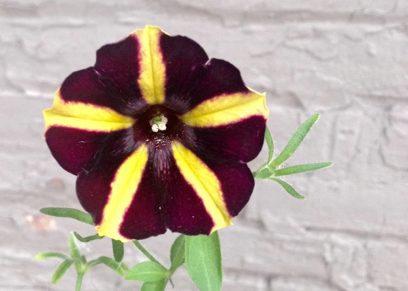 Striped Petunia 