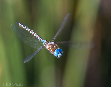 Blue-eyed Darner in Flight