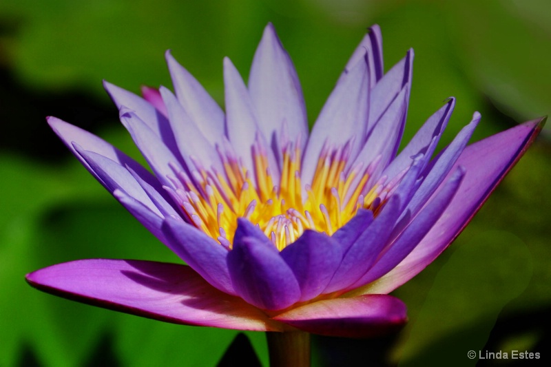 Aloha Purple Lotus - ID: 14987544 © Linda Estes