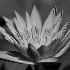 © Linda Estes PhotoID # 14987544: Aloha Purple Lotus