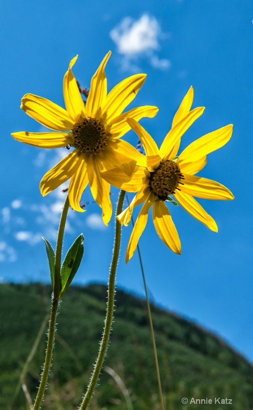 flowers of summer - ID: 14987747 © Annie Katz