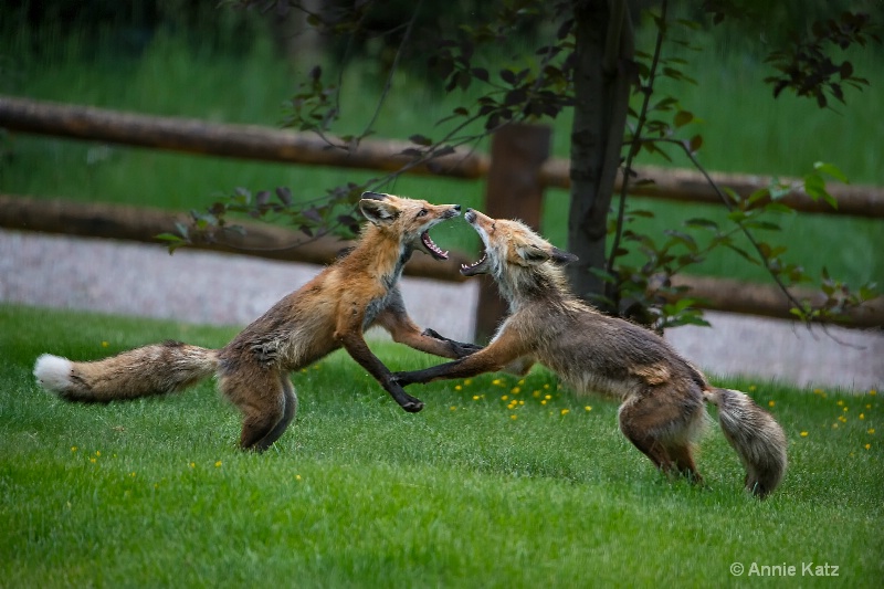 fox play - ID: 14987759 © Annie Katz