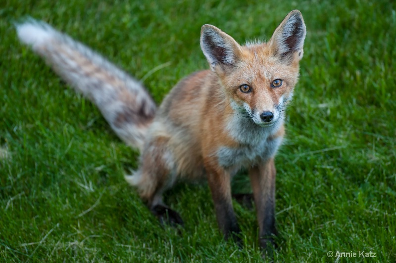 hendrix the fox - ID: 14987767 © Annie Katz