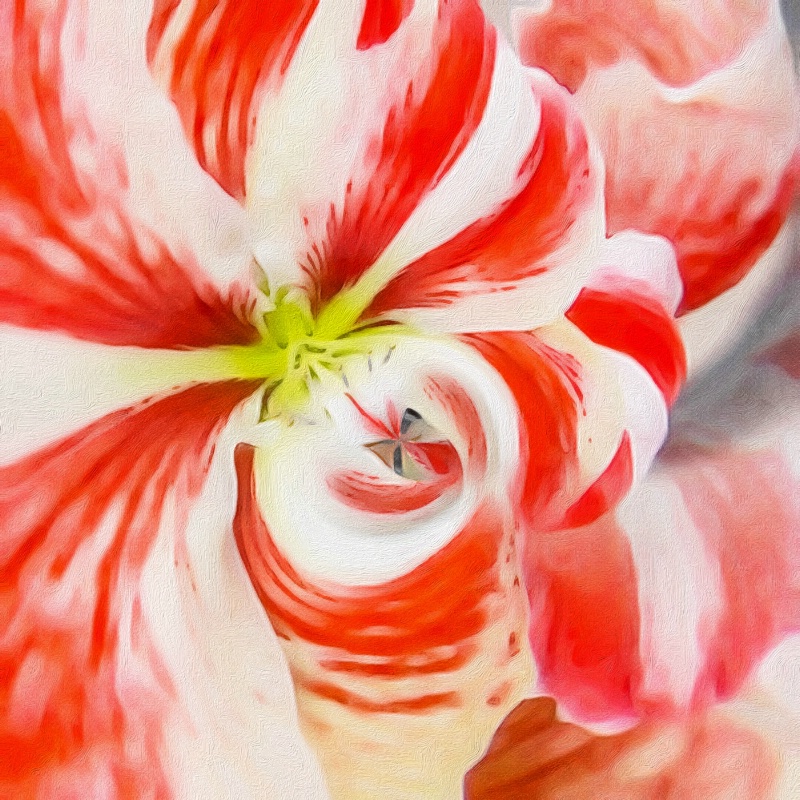 Candy Striped Amaryllis 