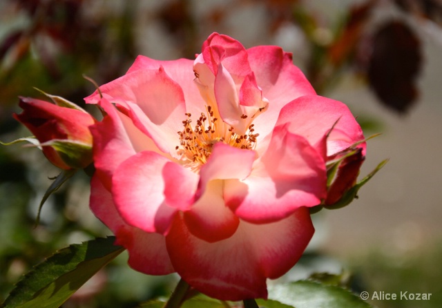 Summer Rose Garden 