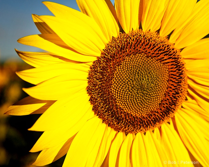 Sunflower, up close