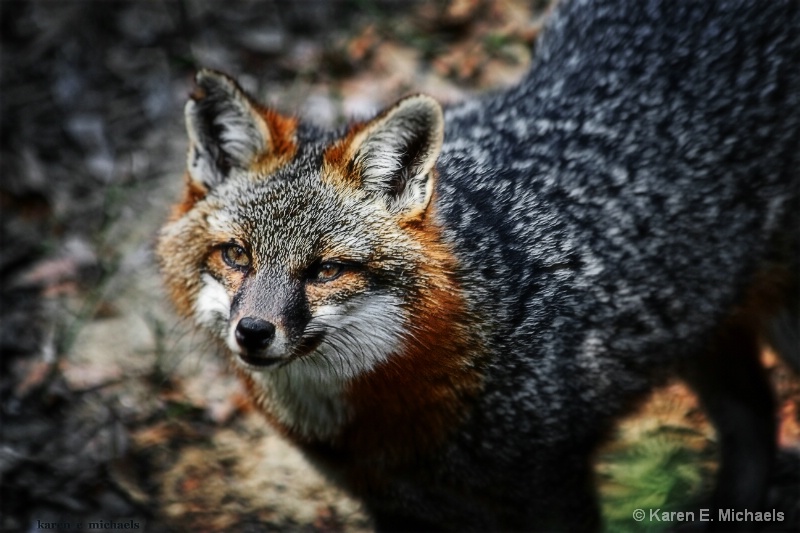 Morning Alert for Mr Fox - ID: 14988698 © Karen E. Michaels