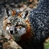 © Karen E. Michaels PhotoID # 14988698: Morning Alert for Mr Fox