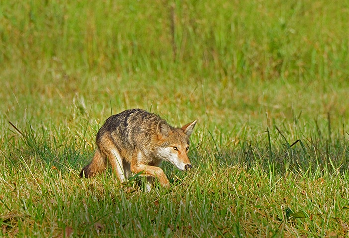 Coyote 8 - ID: 14989823 © Donald R. Curry