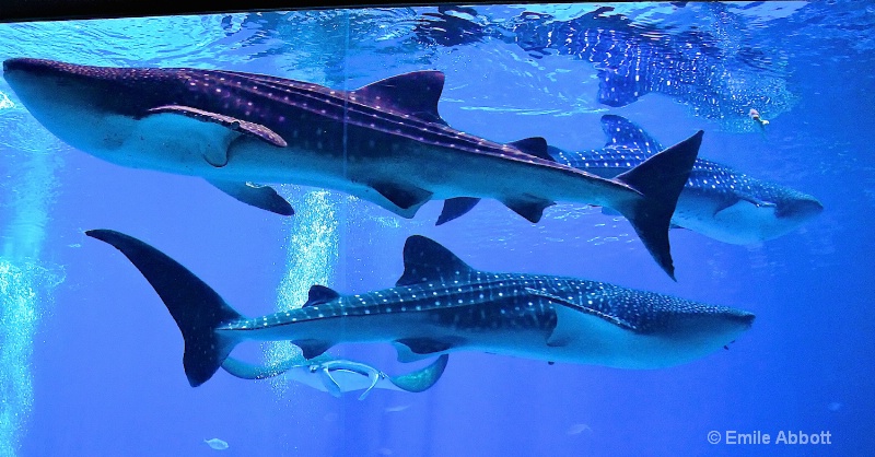 Tres Amigos (Whale Sharks)