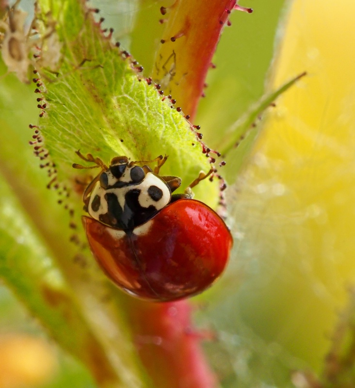 Ladybug