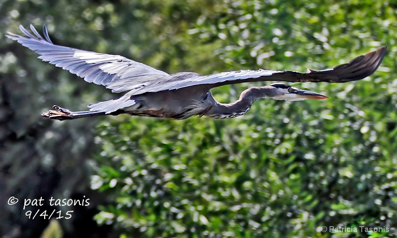 As the Heron goes by ...
