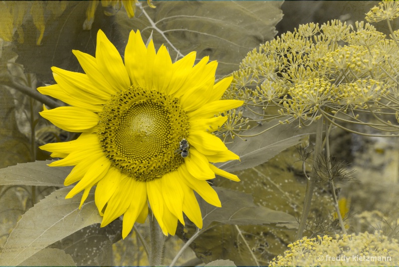 Sunflower Tinge 