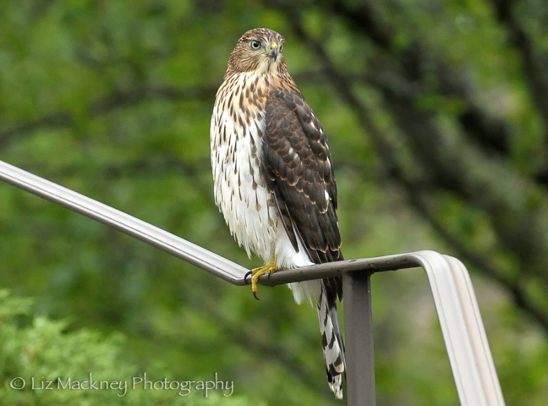 Cooper's Hawk Visitor