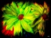 Painted Daisies--...