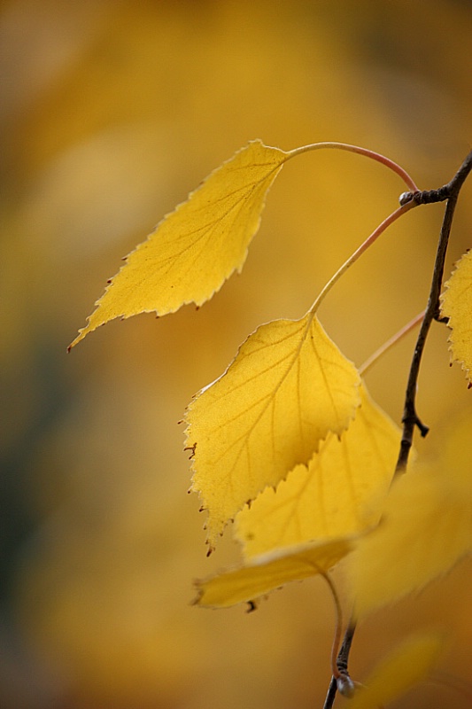 Birch leaves cascade