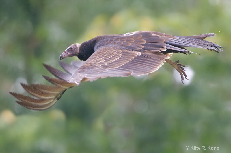 Black Vulture Flying By
