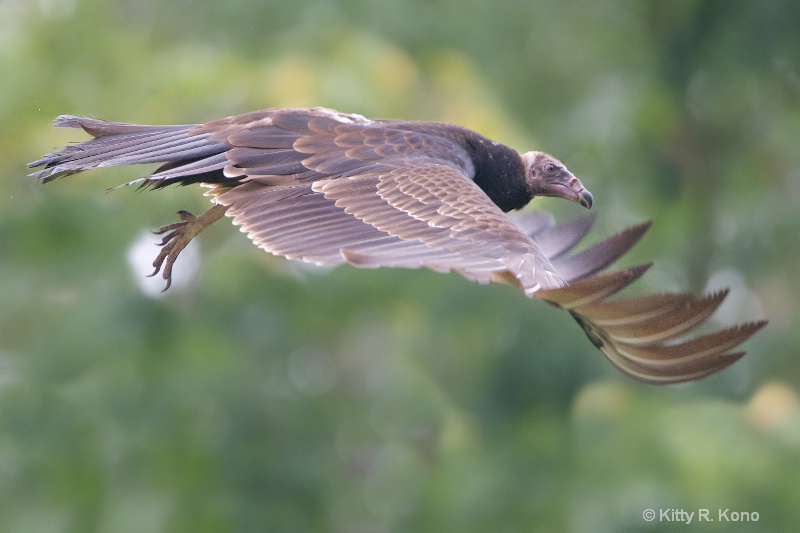 black vulture fly by flip 066