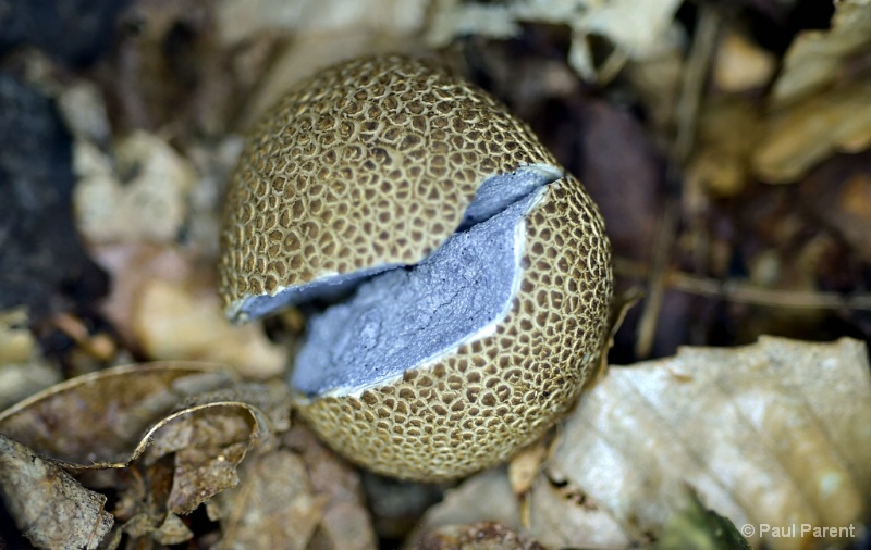 The Little Mushroom - ID: 14991051 © paul parent