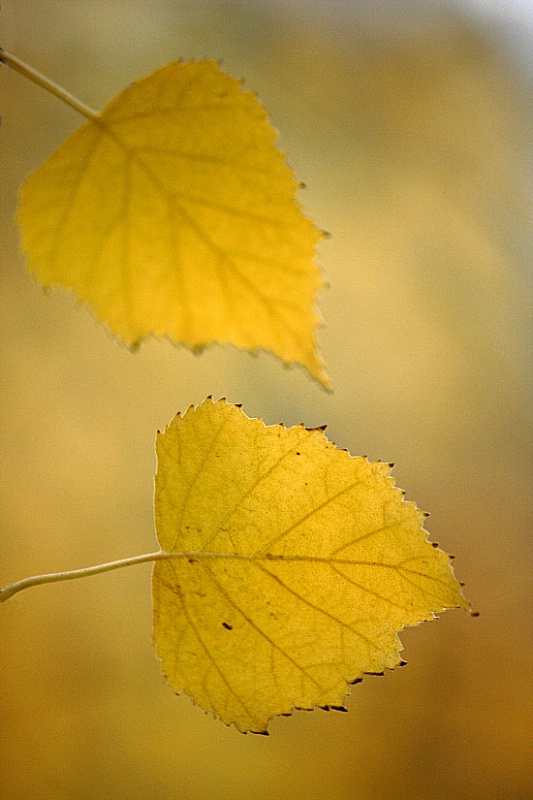 Two birch leaves