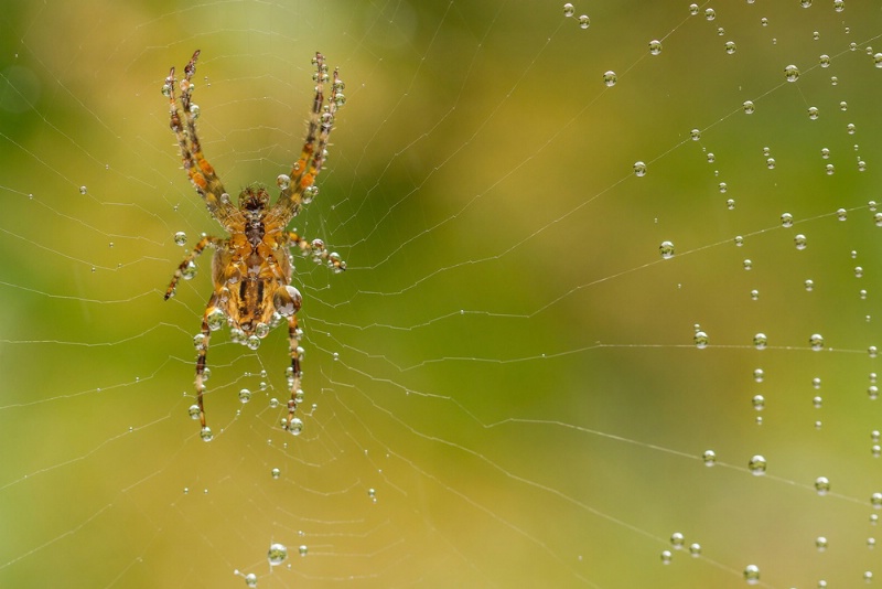 Spider in the Rain