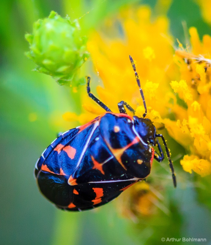 Color Beetle