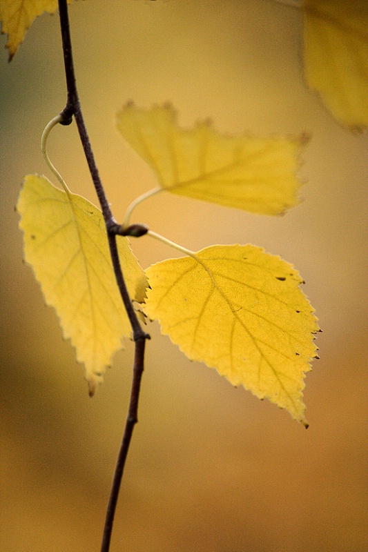 Birch leaves triplet