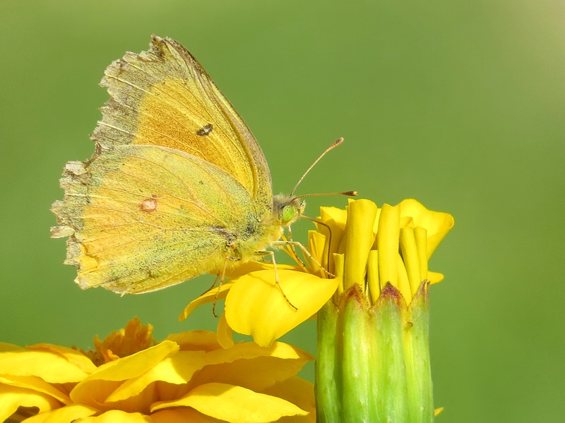 Cloudless Sulphur Butterfly – Phoebis sennae